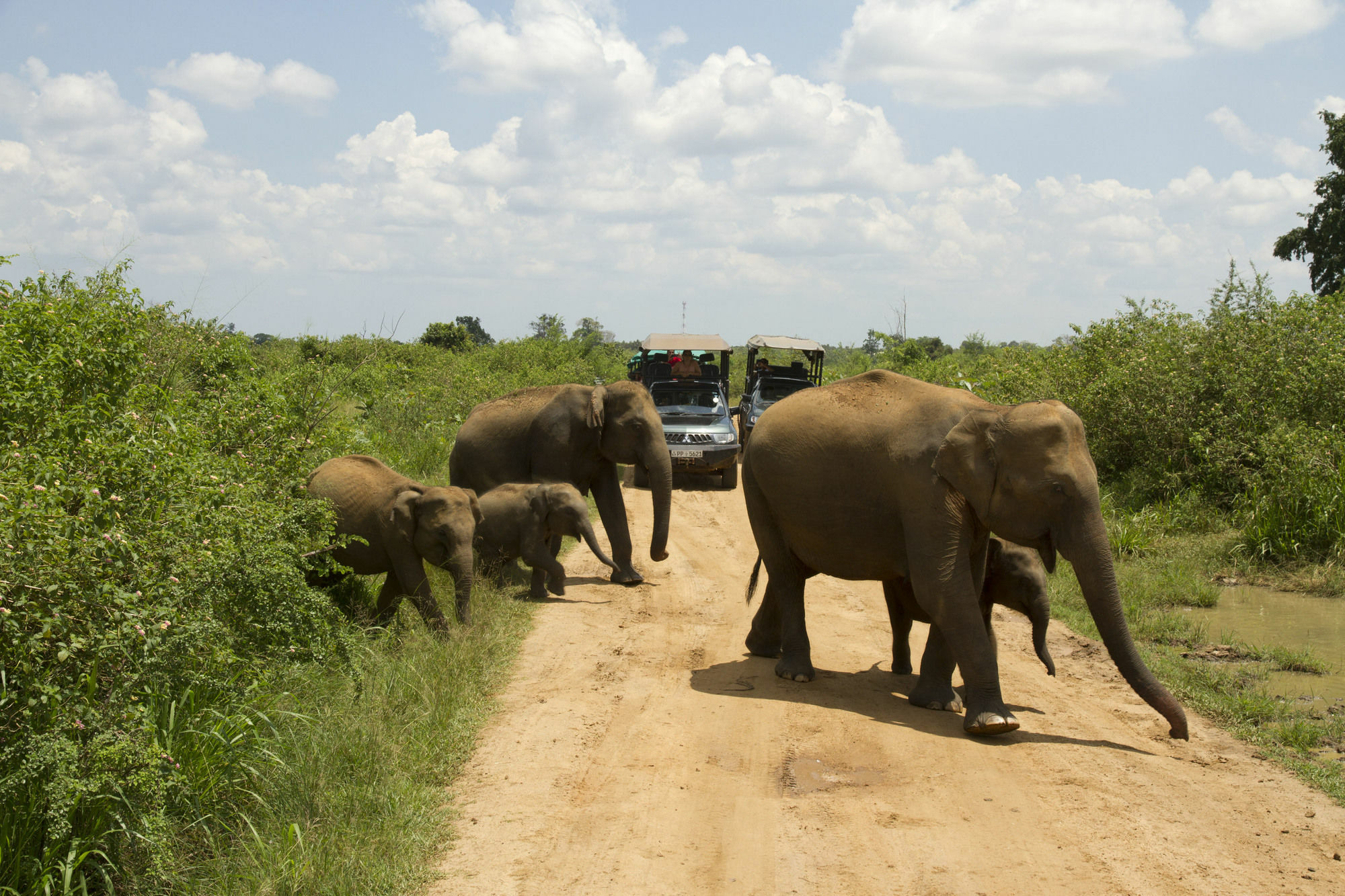 Mahoora Tented Safari Camp Udawalawe Hotel Exterior photo