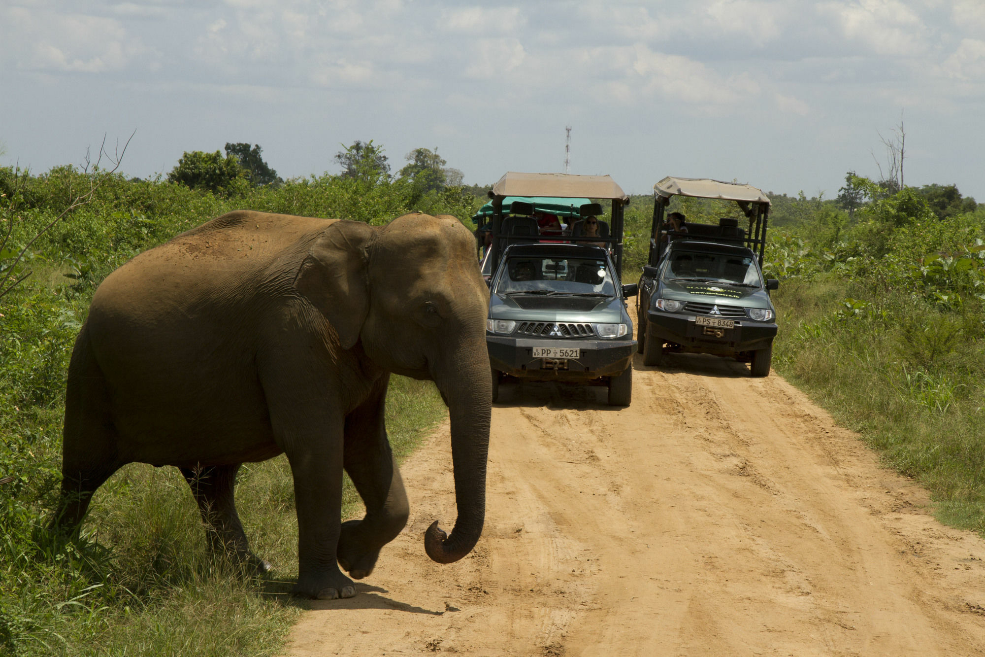 Mahoora Tented Safari Camp Udawalawe Hotel Exterior photo